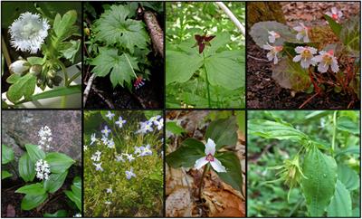 Limited Range-Filling Among Endemic Forest Herbs of Eastern North America and Its Implications for Conservation With Climate Change